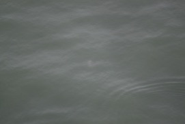Missing Picture